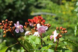 Image result for Bixa orellana