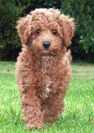 We did not find results for: Dogs I Love