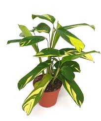 Image result for Ctenanthe
