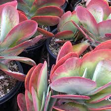 Kalanchoe Thyrsiflora Crassulaceae Cacti Com Succulents Garden Plants Design Planting Succulents