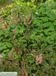 Image result for Persicaria senegalensis