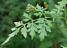Image result for Bidens bipinnata