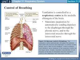 Vagus Nerve Respiratory System The Unit
