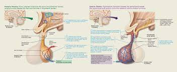 Pin On Anatomy Physiology 1