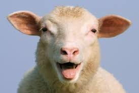 In saudi arabia, a goat for qurbani has been sold in 40 crore rupees on eid ul azha. Don T Kill An Animal This Eid The Vegan Muslim Initiative