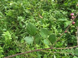 Image result for Pseudarthria