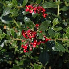 Image result for Escallonia