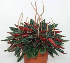 Learn to grow piccolo banda peperomias. Peperomia Caperata Rosso