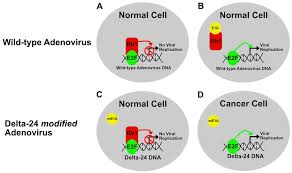 Hepatitis d is a type of viral hepatitis caused by the hepatitis delta virus (hdv), a small spherical enveloped particle that shares similarities with both a viroid and virusoid. Delta 24 Adenoviral Therapy For Glioblastoma Evolution From The Bench To Bedside And Future Considerations In Neurosurgical Focus Volume 50 Issue 2 2021