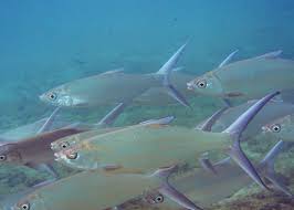 Its distribution is restricted to either low latitude tropics or the subtropical northern hemisphere along continental shelves and. Milchfisch Wikipedia