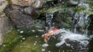It depends on the waterfall. Koi Trying To Swim Up The Waterfall Youtube
