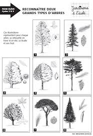 Activtes Pour La Classe Reconnaitre Deux Grands Types D Arbres Type D Arbre Reconnaitre Les Arbres Arbre