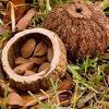 Aber auch pilze, getreideprodukte und hülsenfrüchte enthalten relativ viel selen. 1