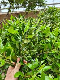 Image result for Olea capensis
