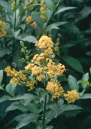 Image result for Cestrum parqui