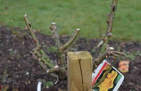 In the cold season, prune english roses by 1/3 to 2/3 of their height. The Kindest Cut Pruning Roses The Biking Gardener