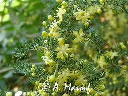 Image result for Asparagus minutiflorus