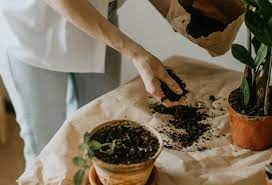 Find a commercial fern fertilizer at a garden center or nursery and mix it with water to cut down on the strength. Using Fertilizer For Snake Plant Mother In Law S Tongue