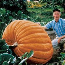 Image result for giant pumpkin