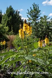 Image result for Senna didymobotrya