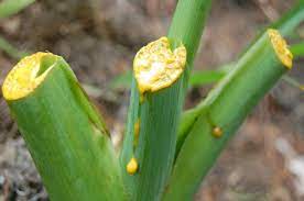 We did not find results for: Mengenal Tanaman Ashitaba Angelica Keiskei Bibitbunga Com