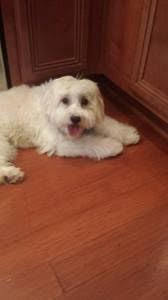 Phoenix Pets Craigslist Pets Craigslist Pets Tumblr Drawings