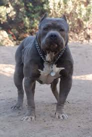 I Want A Blue Nose Pitbull More Than Anything Check More At Http Hrenoten Com Most Beautiful Pittbull Ever Seen Besid Dogs Blue Nose Pitbull Pitbull Puppies