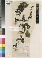 Image result for Tinnea aethiopica