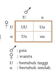 Check spelling or type a new query. Pengertian Dan Contoh Soal Persilangan Monohibrid Serta Dihibrid