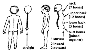 (b) should related backbone objects be in the same amd module? Disabled Village Children Chapter 20 Spinal Curve