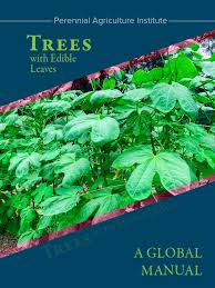 Image result for Erythrococca atrovirens