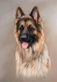 More images for german shepherd puppies in paducah ky » Pastel Portrait Painting On Paper 24 X 18 Of A German Shepherd By Lisa Ober Pet Portraits Dog Drawing German Shepherd Art