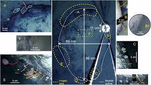 2019 amendments to the 1997 rules of civil procedure. Frontiers Breaking All The Rules The First Recorded Hard Substrate Sessile Benthic Community Far Beneath An Antarctic Ice Shelf Marine Science