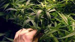 Shop for burn treatment in first aid. How To Identify Cannabis Wind Burn Clawed Leaves Prevention