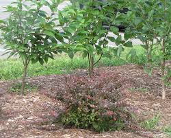 Homes for sale, mls listings & real estate for westlake in westlake, fl from central coast realty. Developing Alternatives To Invasive Shrubs