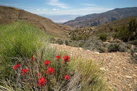 Dreamstime is the world`s largest stock photography community. Wildflower Seasons Death Valley National Park U S National Park Service
