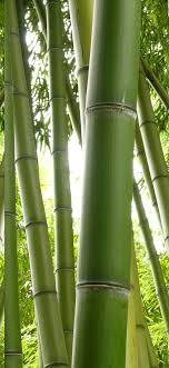 Green Bamboo Nature 1242x2688 Iphone 11 Pro Xs Max Wallpaper Background Picture Image Gray concrete road, forest, trees, green, nature, landscape, natural light.