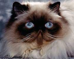 The himalayan is similar to the persian in that it is a medium to large cat with a cobby body type. Cats Wallpaper Cats Wallpaper Himalayan Persian Cats Cats Himalayan Cat