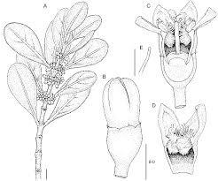 Image result for Bullockia setiflora
