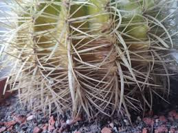 Other reasons why it may be yellow are disease or being. Cactus Turning Yellow And Shriveling From Bottom To Top Gardening Landscaping Stack Exchange