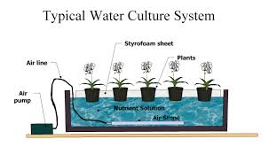 Plant Article Characteristics