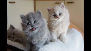 Maybe you would like to learn more about one of these? Rihanka I Ronaldus British Longhair Kittens Youtube
