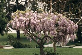 Maybe you would like to learn more about one of these? Wisteria Floribunda Rosea