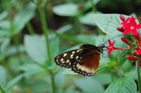 Pin On Mariposas