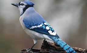 Audubon Great Lakes and Wisconsin Department of Natural Resources Kick Off  Wetland Restoration Project in Allouez Bay