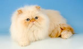 Persian Cat Breed Information