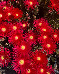 Image result for Lampranthus
