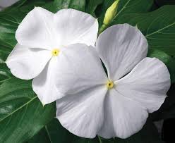 The light conditions in which. Cora White Vinca Catharanthus Roseus Proven Winners
