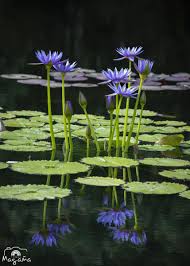 Image result for Nymphaea