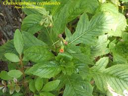 Image result for Crassocephalum